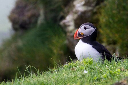 Faeroe islands bird cliff green island