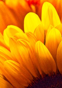 Bright golden background