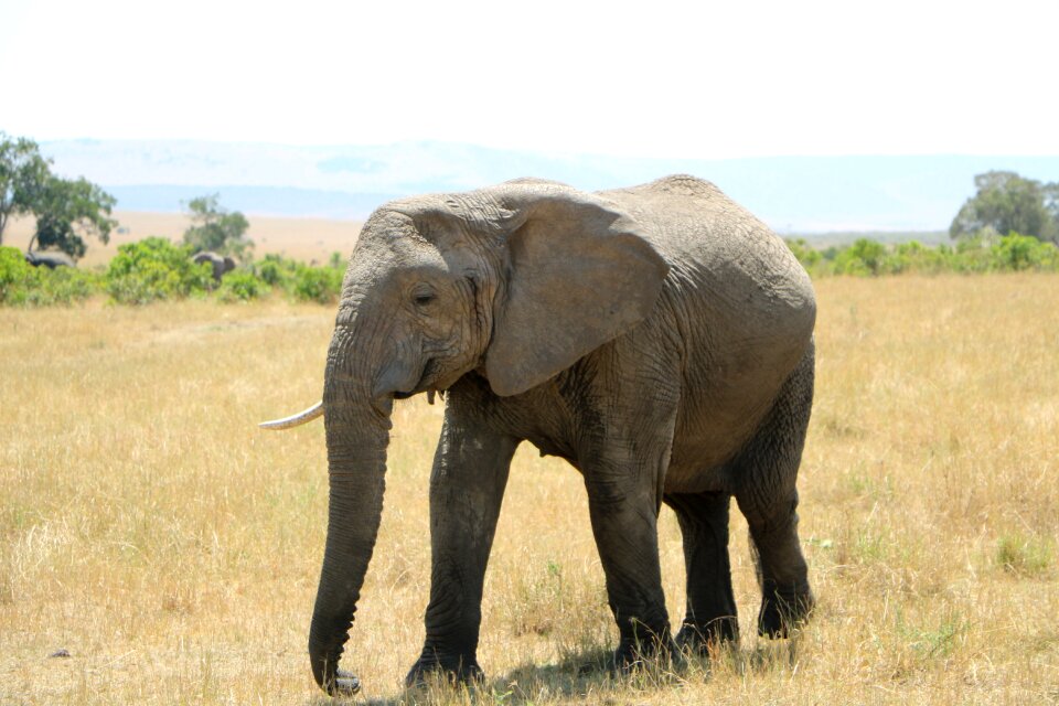 Safari animal african elephant
