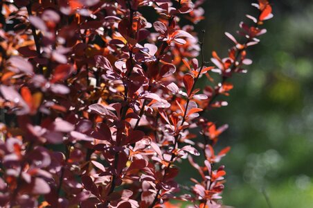 Nature shrub bloom