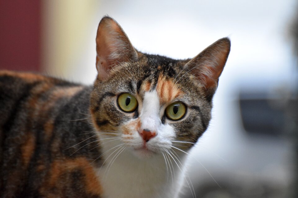Domestic animal animal Free photos