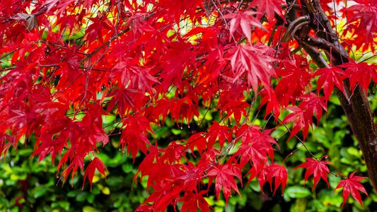 Leaf nature leaves photo