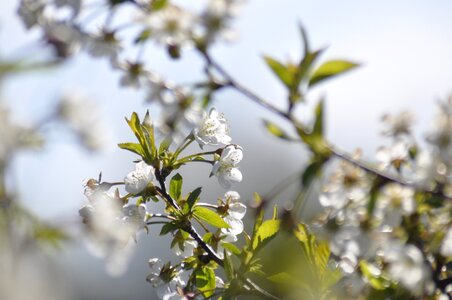 Tree garden apple