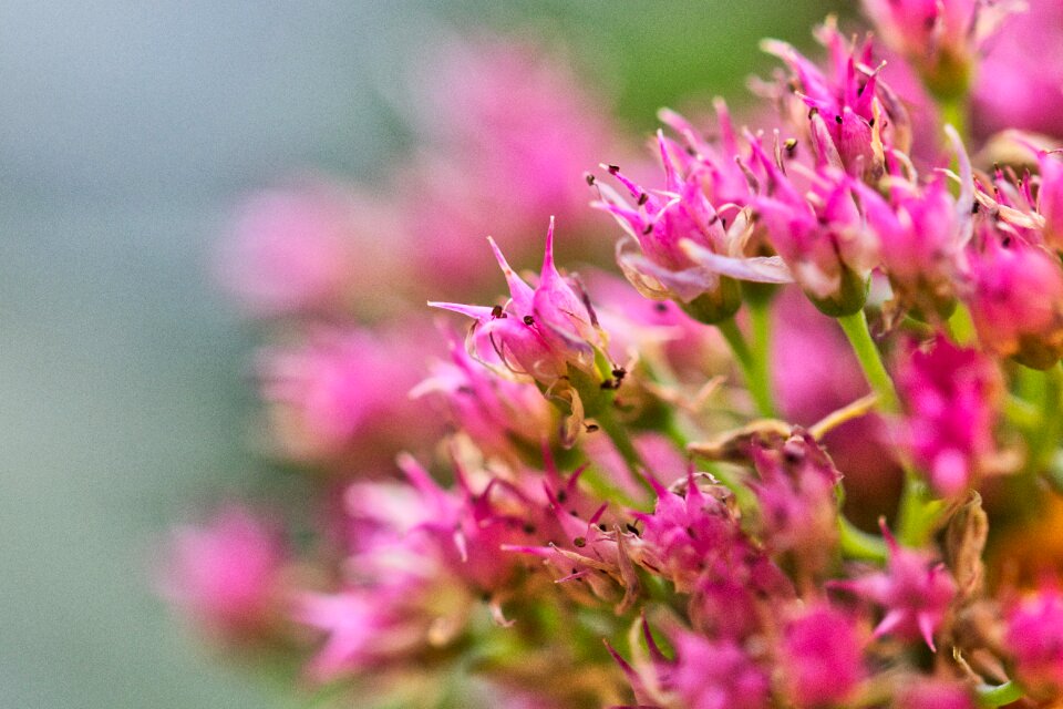 Beauty close up pink