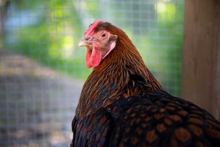 Chicken coop summer colorful