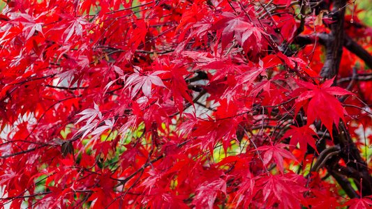 Leaf nature leaves