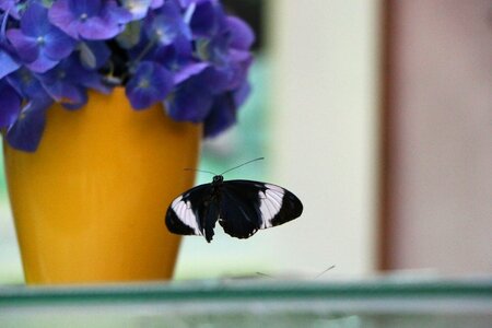 Animal nature insect