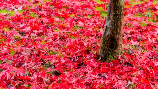 Leaf nature leaves