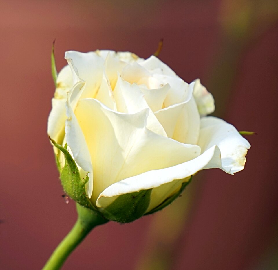 Bloom nature flowers