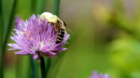 Wasp death throes nature