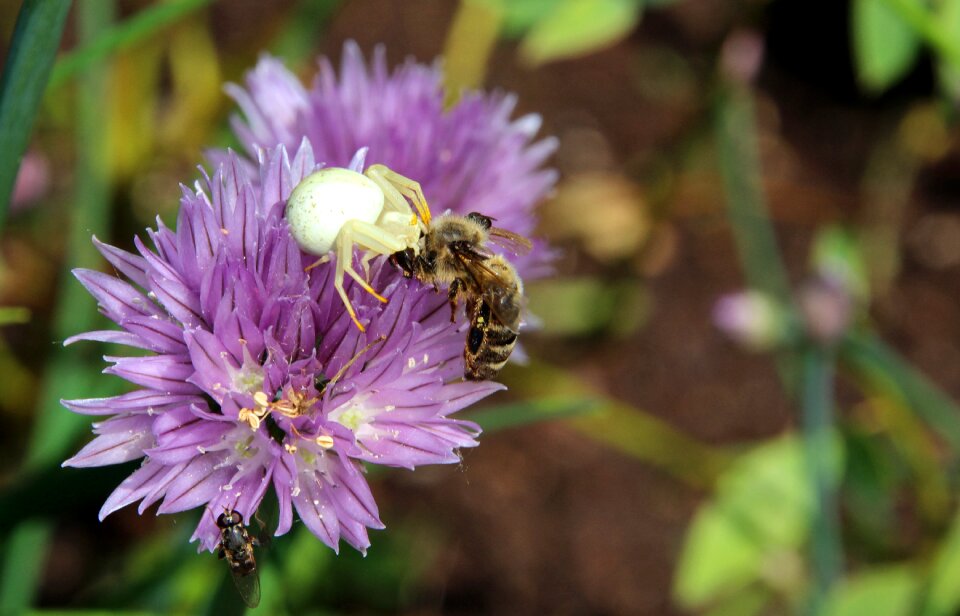 Wasp death throes nature