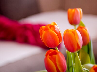 Nature flower easter