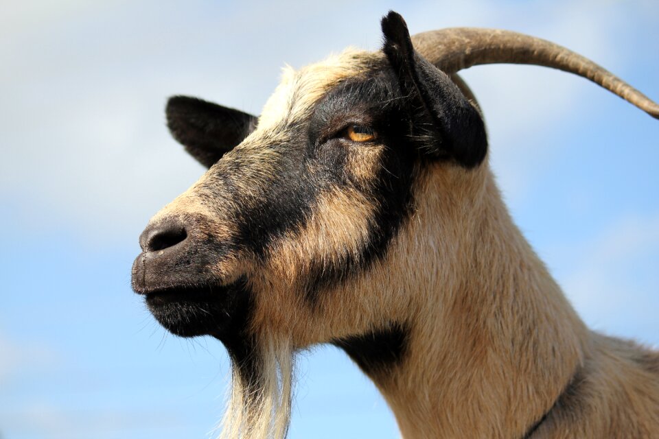 Livestock quadruped mammal