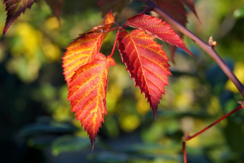 Nature blackberry leaves red
