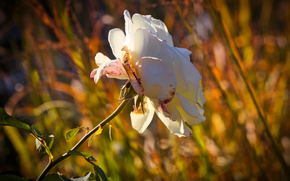 Bloom autumn close up