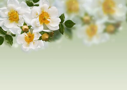 Romantic paper copy space