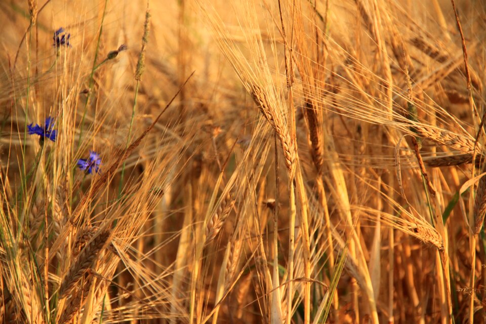 Nature harvest field