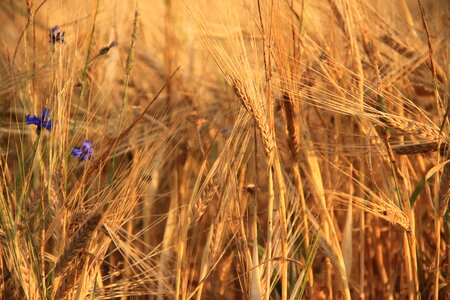 Nature harvest field