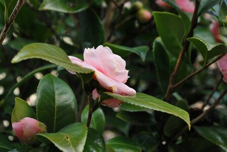 Natural plant pink photo