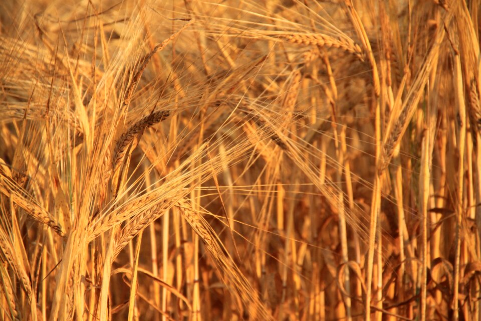 Nature harvest field