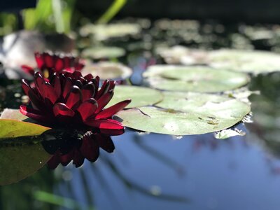 Pond meditation water