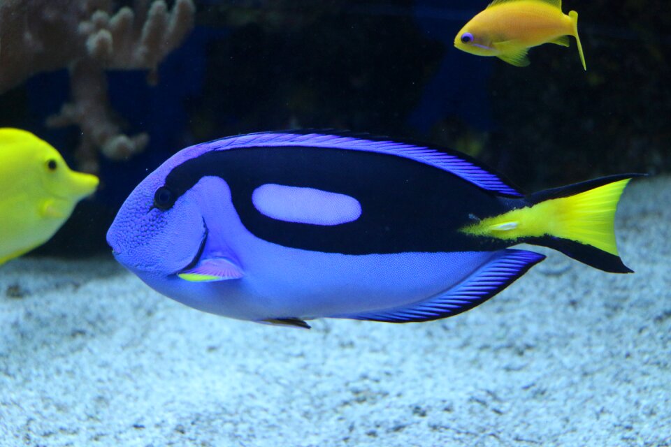 Coral reef underwater meeresbewohner