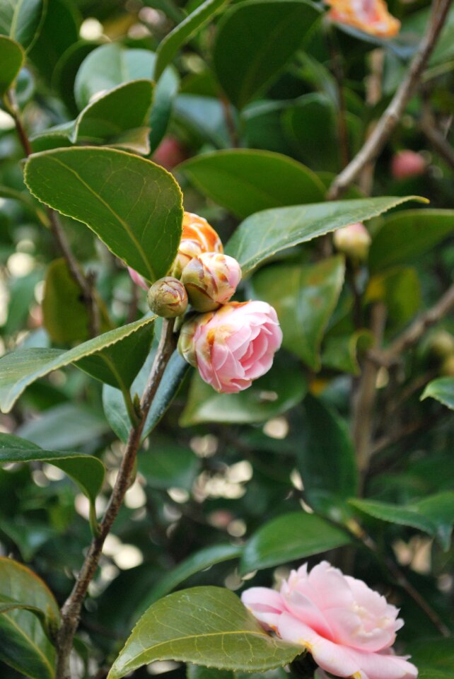 Natural plant pink photo