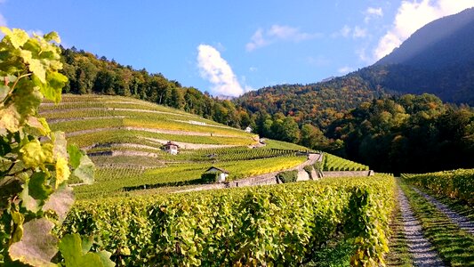 Wine vines harvest