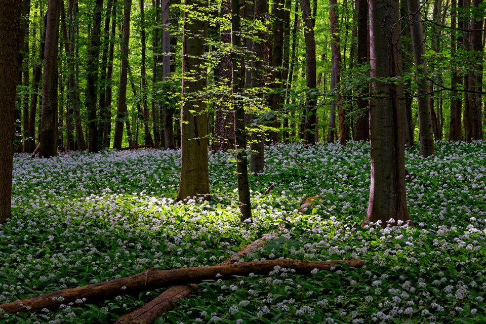National park hainich hainich national park