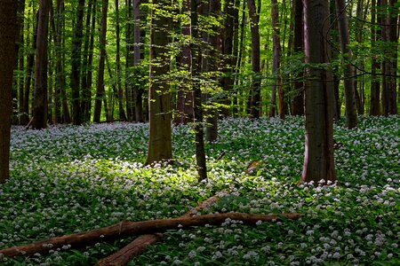 National park hainich hainich national park