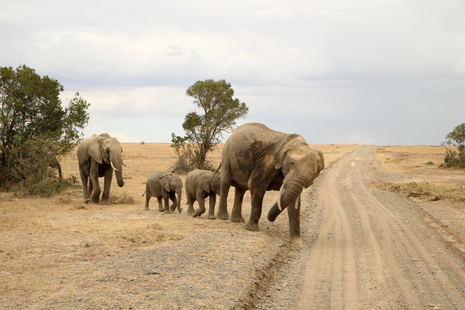 Travel wildlife mammal