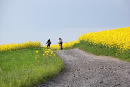 Field rapeseed green