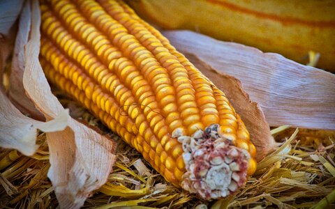 Food harvest healthy