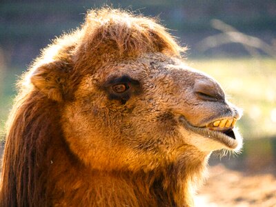 Head animal portrait tooth photo