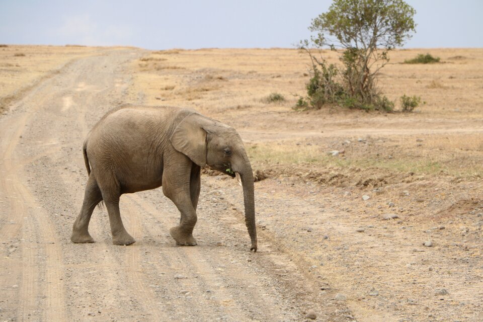 Sand dry elephant