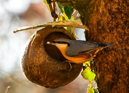 Tree runner eat hunger