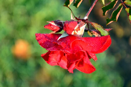 Rose bloom bloom flower