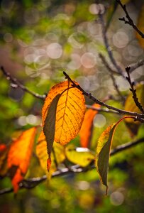 Leaves nature fall color