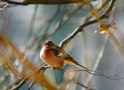Chaffinch feather wing
