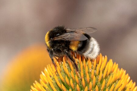Hummel bombus insect