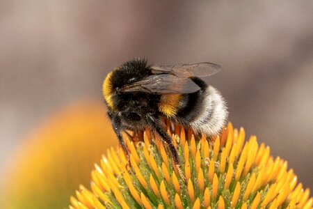 Hummel bombus insect photo