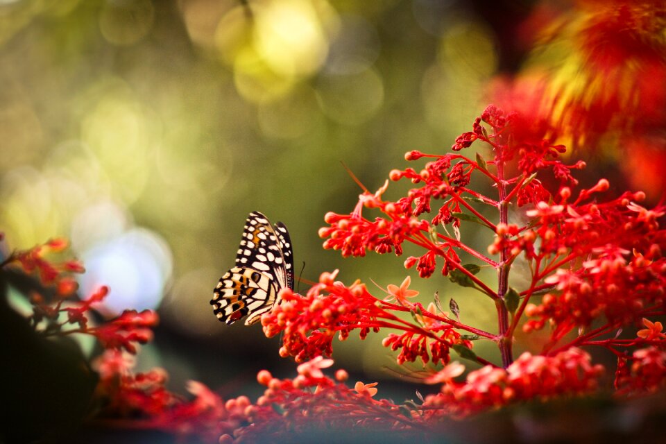 Summer flower butterflies