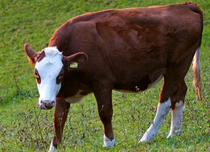 Meadow pasture grass