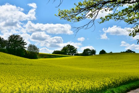 Panorama agriculture nature photo