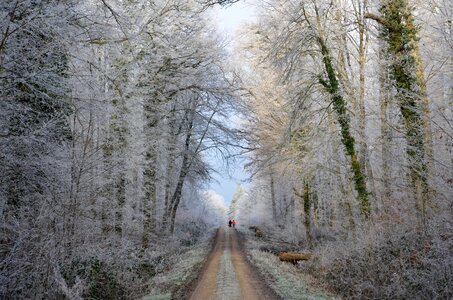Trail winter nature