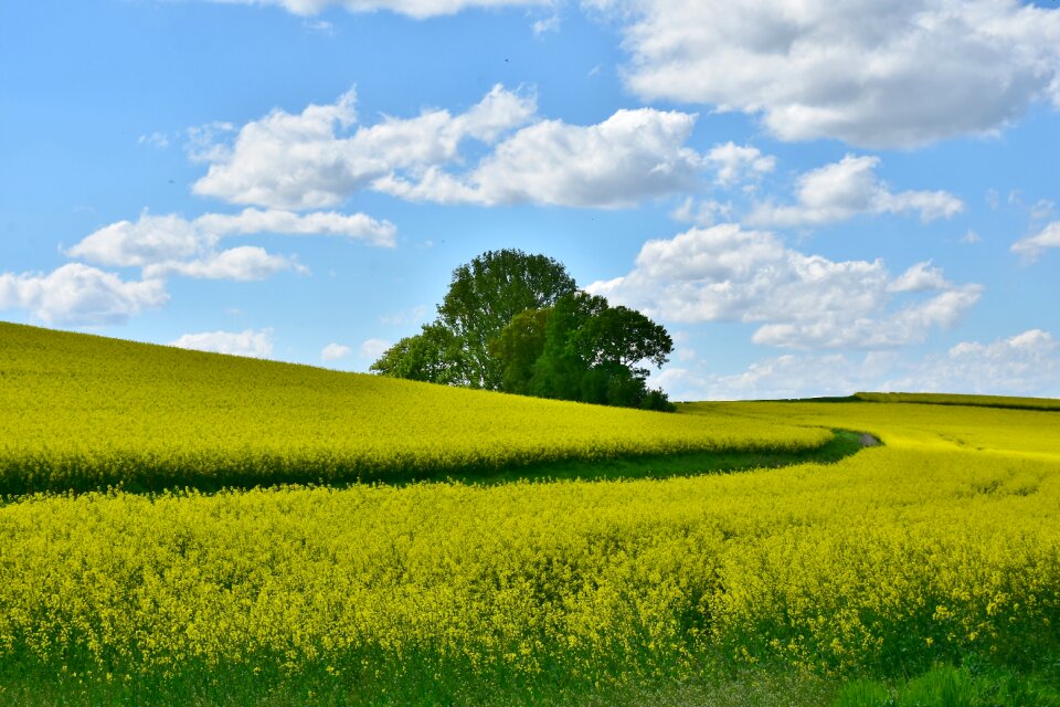 Panorama oilseed rape nature