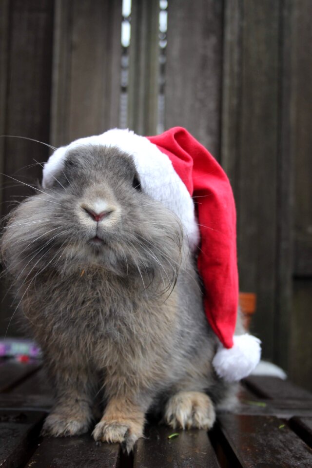 Rabbit xmas gray rabbit