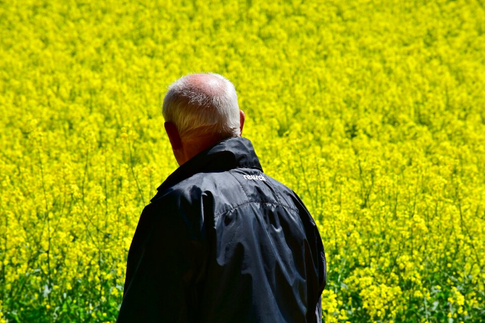 Field flower harvest