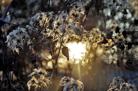 Climbing tufts flowers