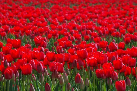 Red field nature